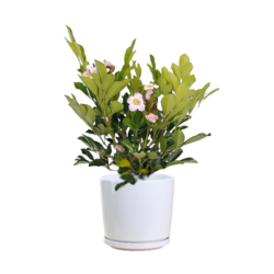 Dwarf Tree Jasmine